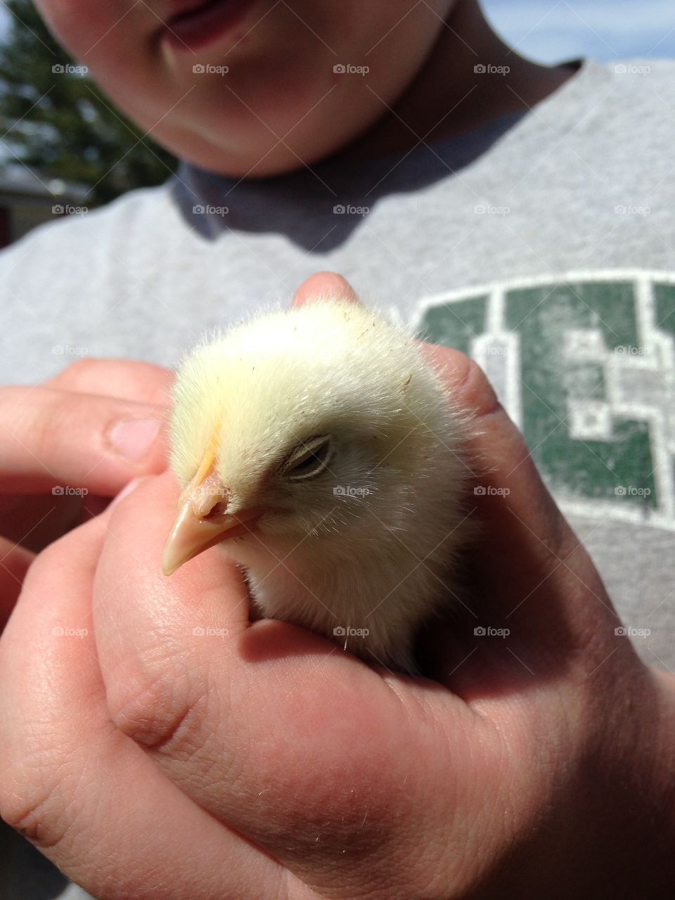 New Chick
