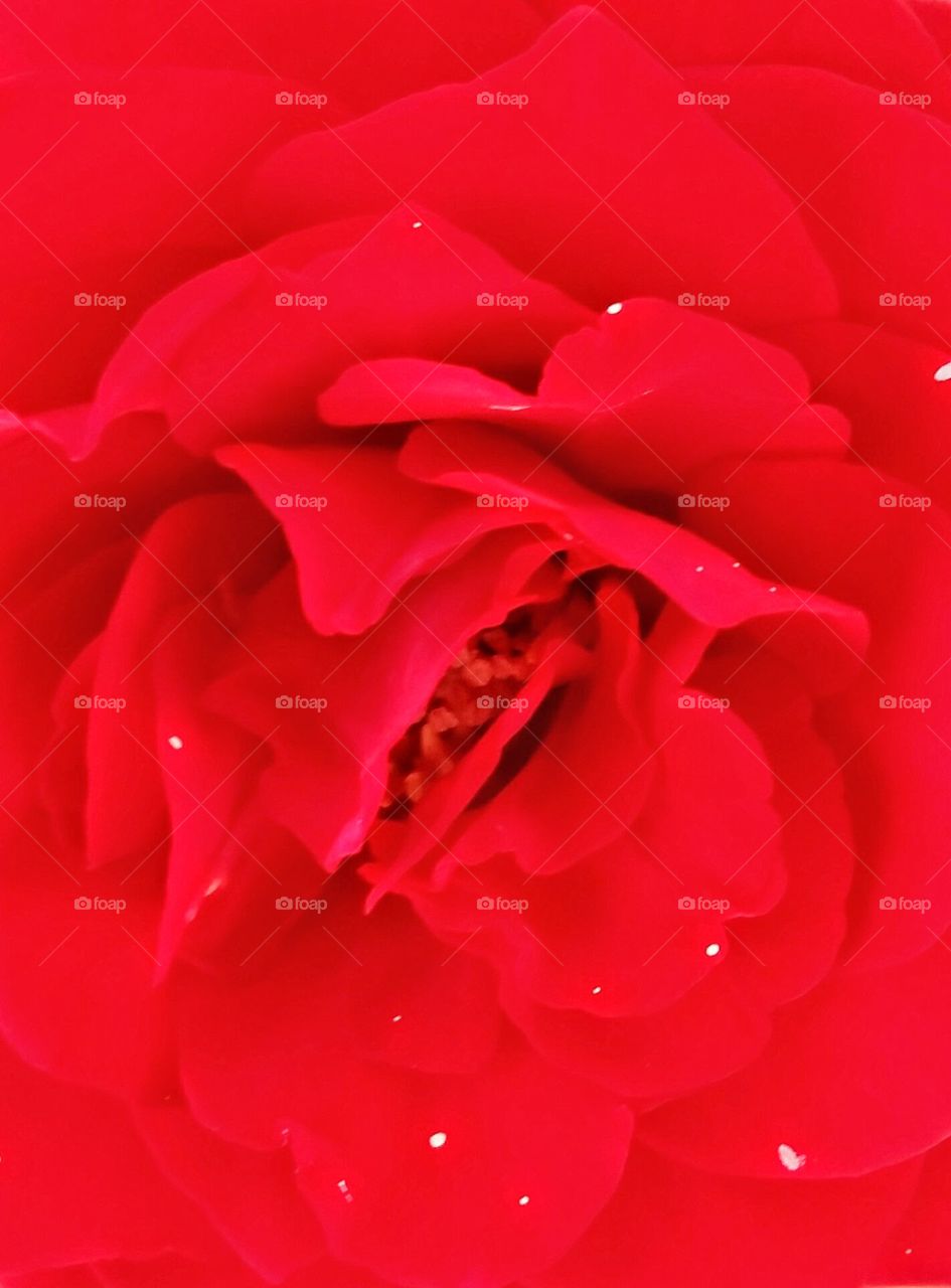 rose. close up of red rose