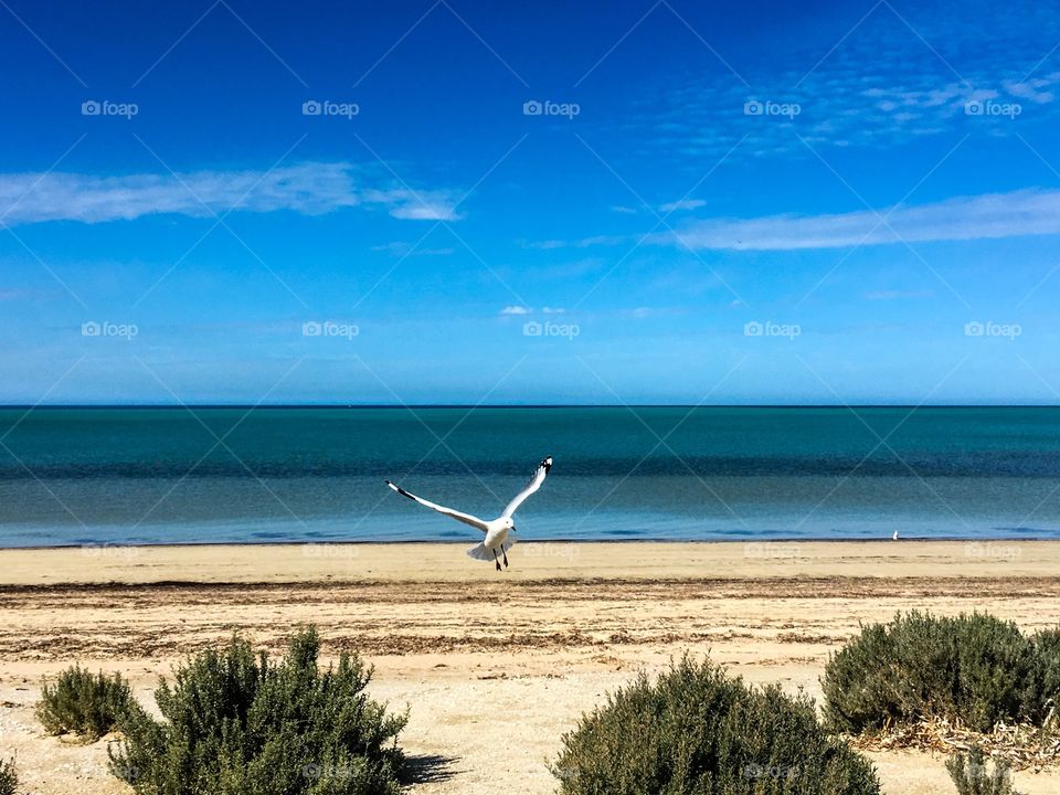 seagulls landing soaring  flying low on South Australian beach seagulls  in foreground