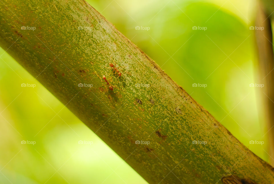 Two ants on a tree branch with blurred background 