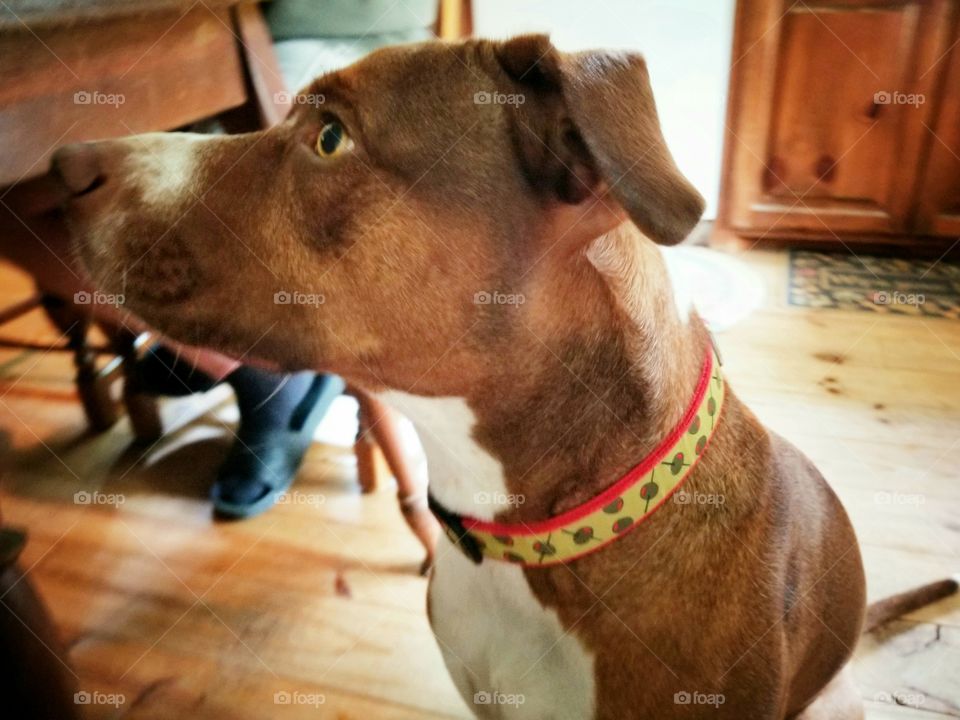 Polite Begger at the Kitchen Table...You're Not Yourself When You're Hungry! 🐕😊