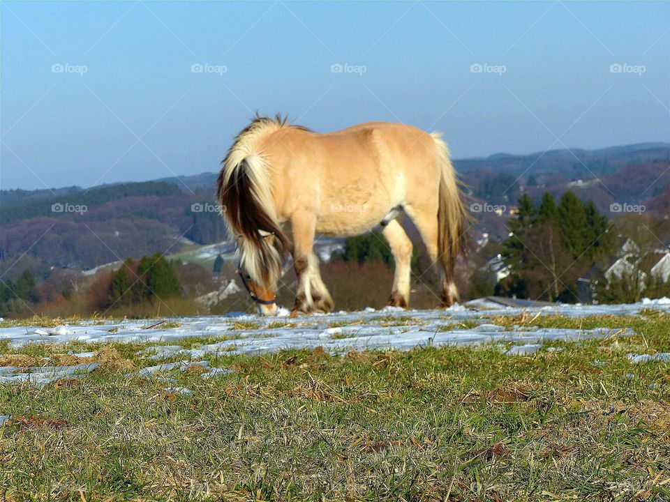 A beautiful horse enjoying the winter sun