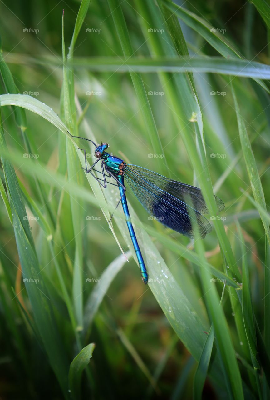 dragonfly
