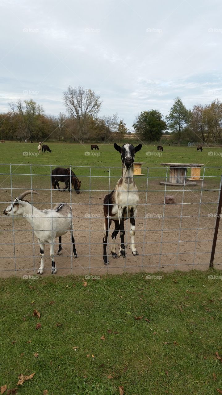 Goats at fence
