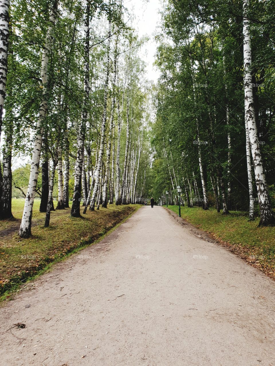 Park landscape