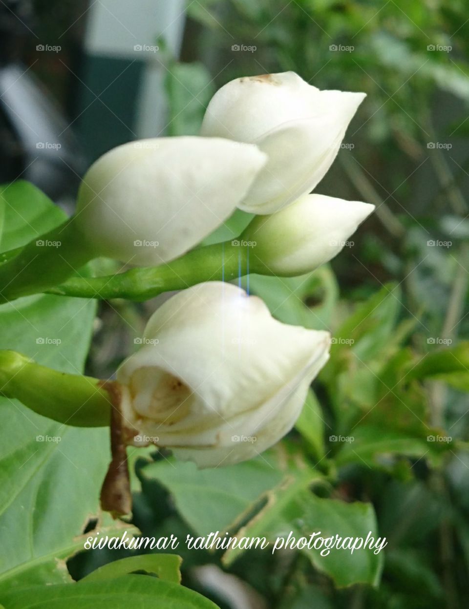 India Puducherry plant with white flower