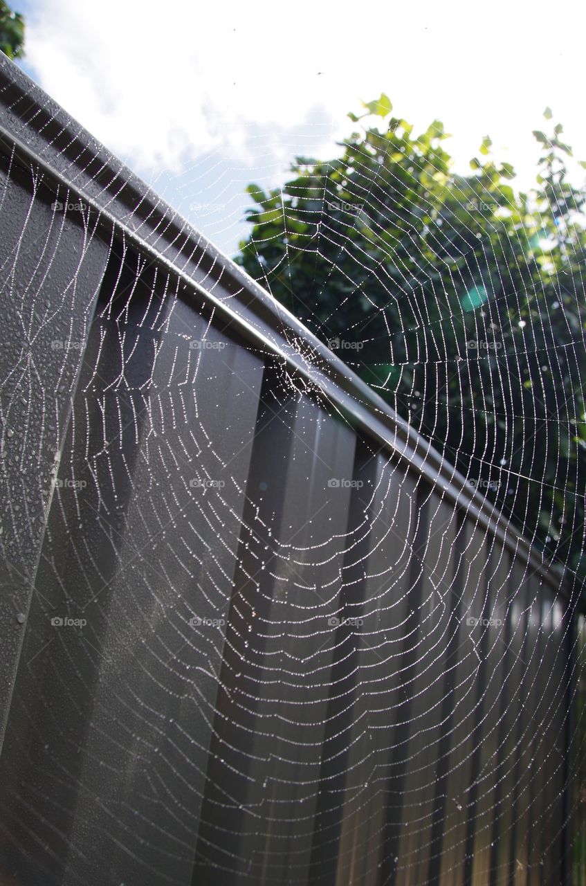 Jewelled Web