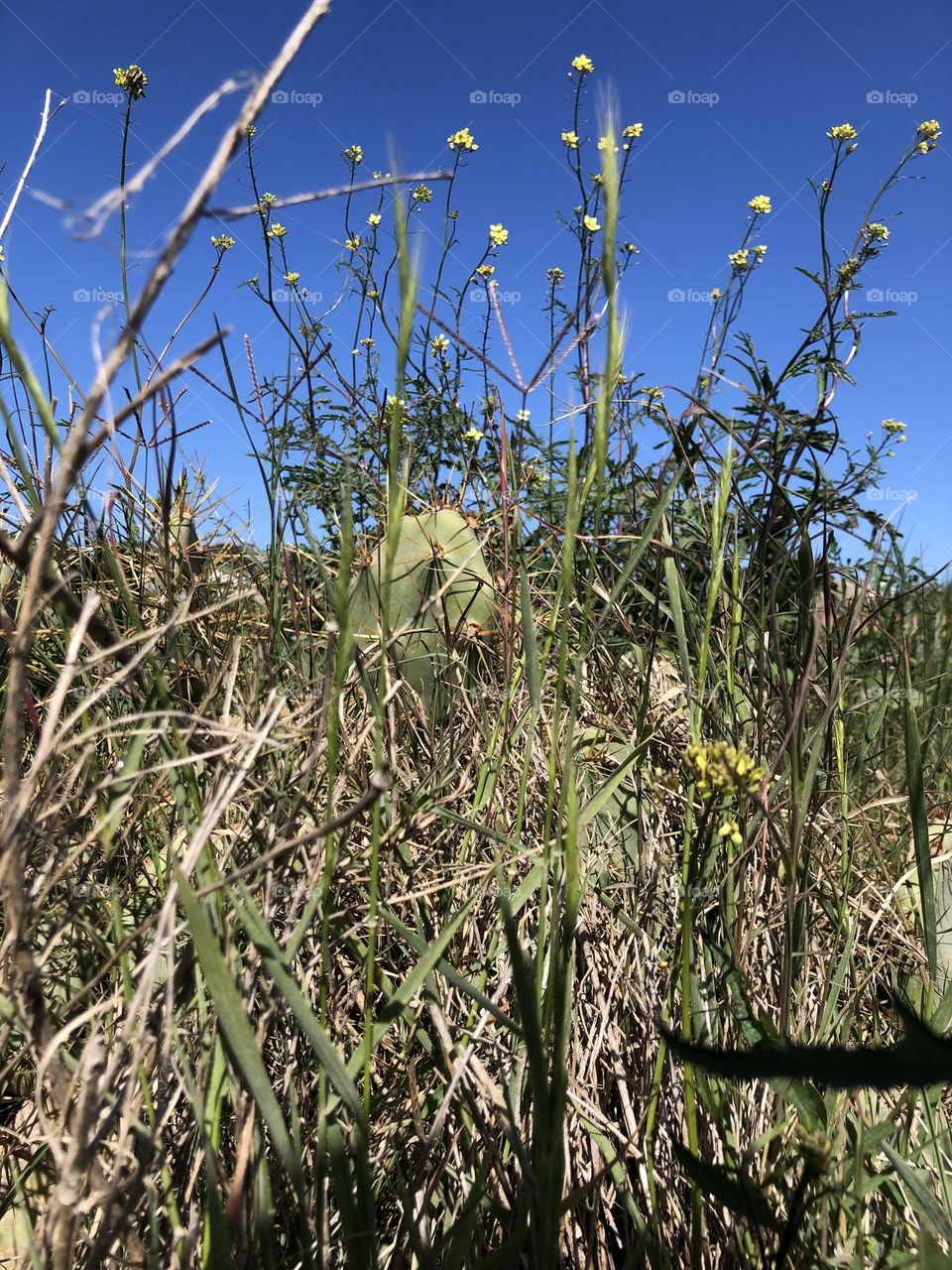 Beautiful field full of plants