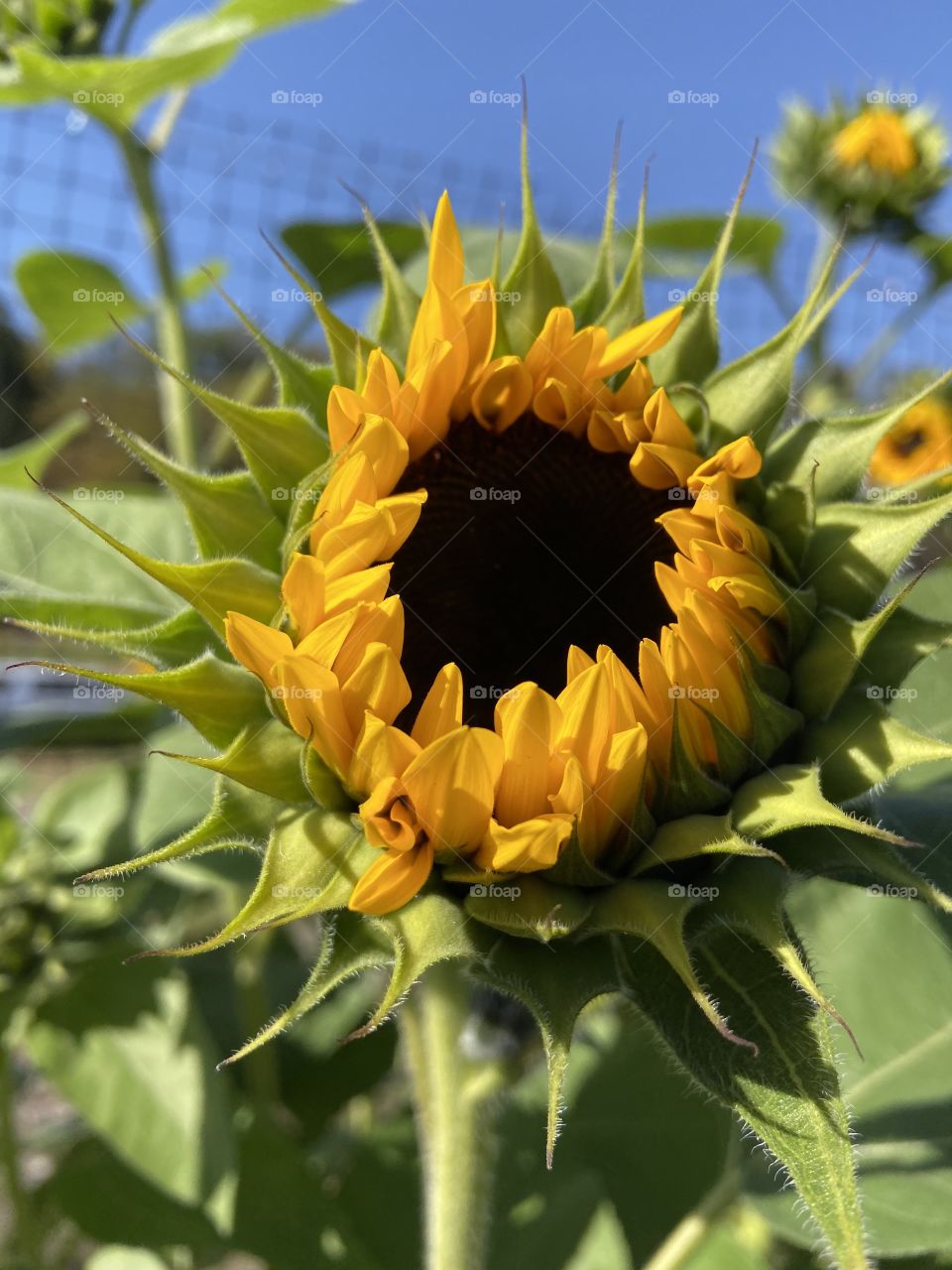 Sunflower opening 