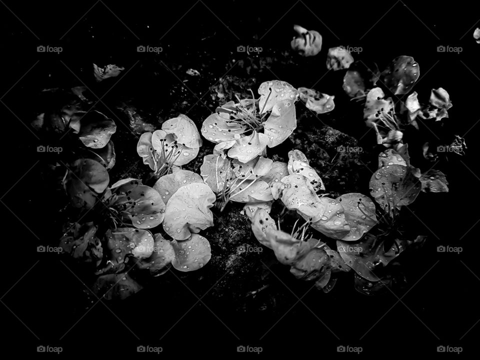 after a rainy day in spring when cherry blossoms decorate the ground surrounding the tree