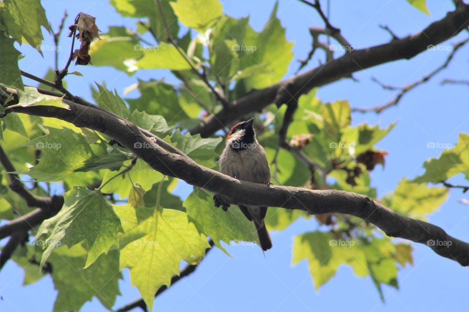Sparrow in a tree in early June 