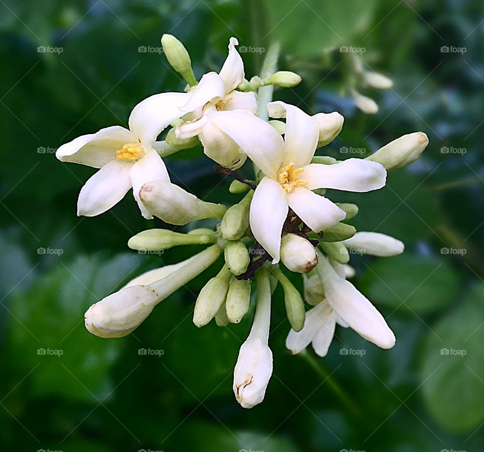 white clean flower