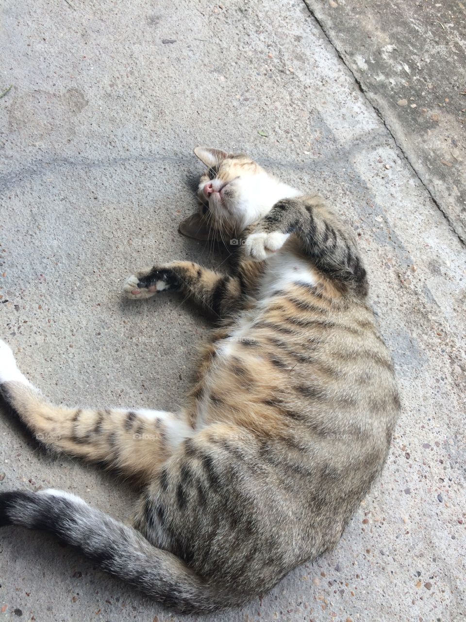 Pregnant cat being playful