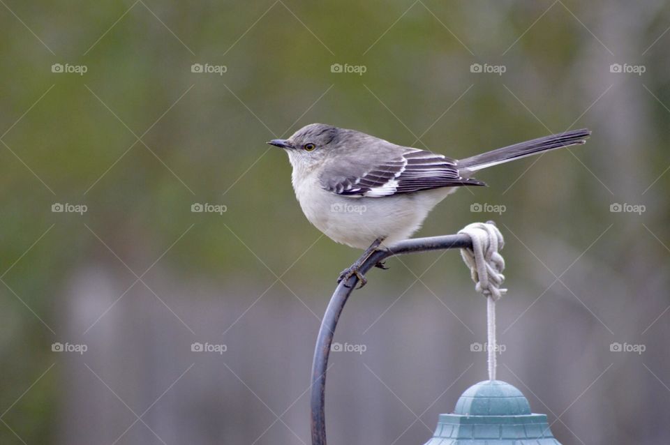 Mockingbird perched on top of a feeder 