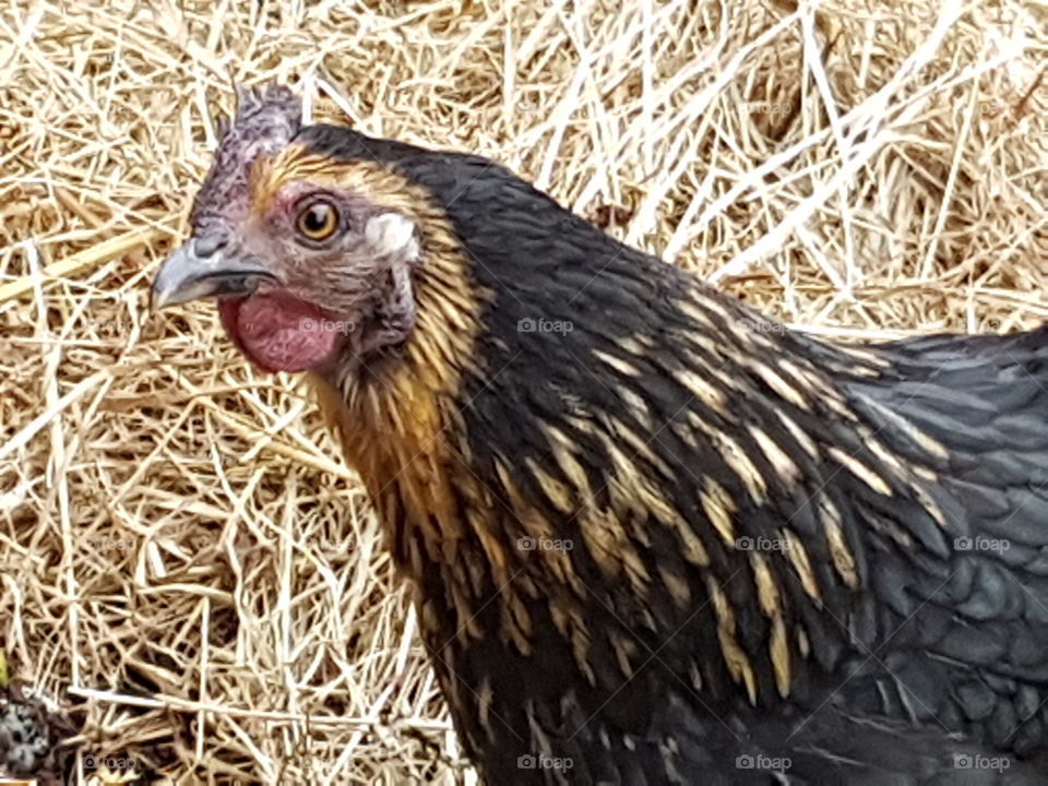 bantam
