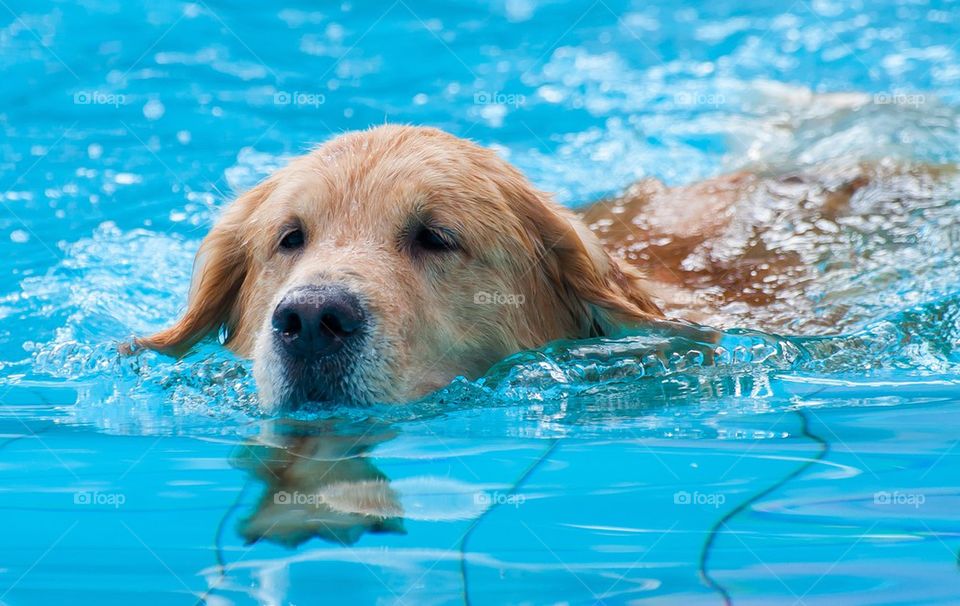 Golden retriever swimming