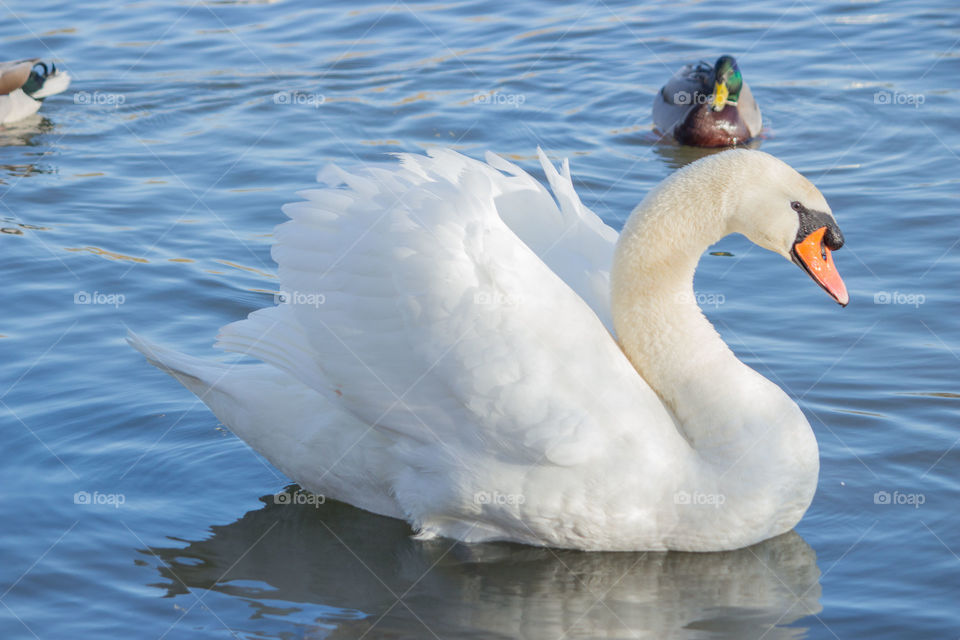 Swan on lake. Single swan on lake with ducks in background 