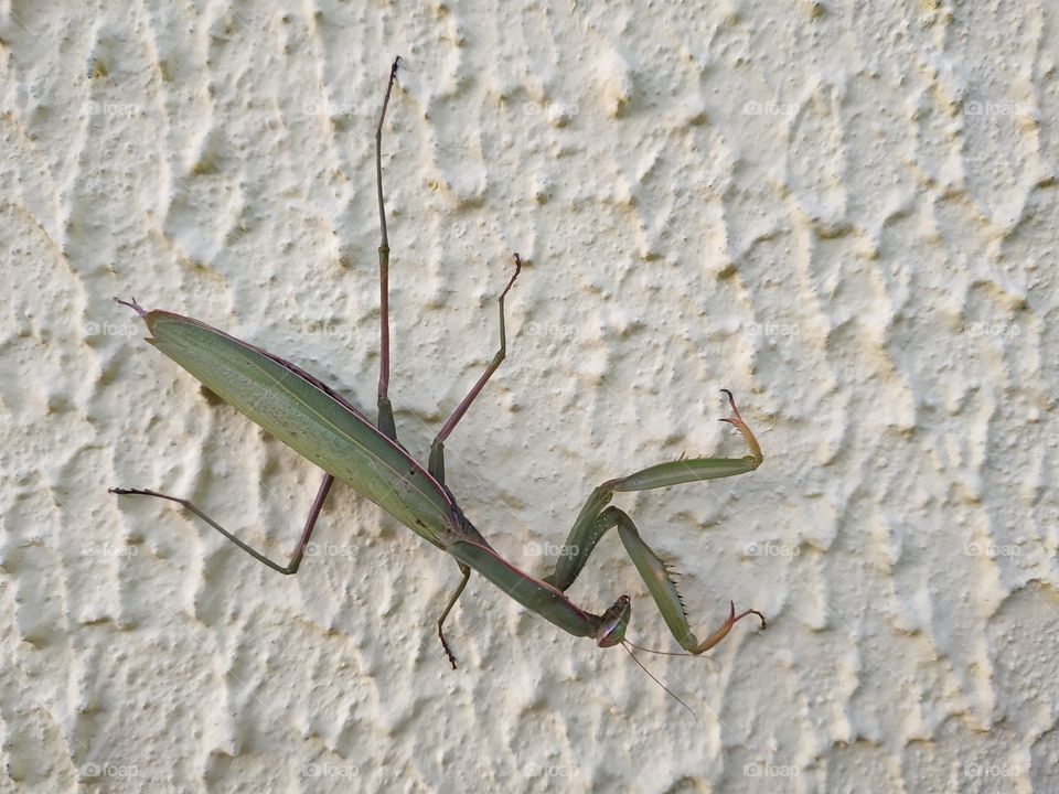 Mantis