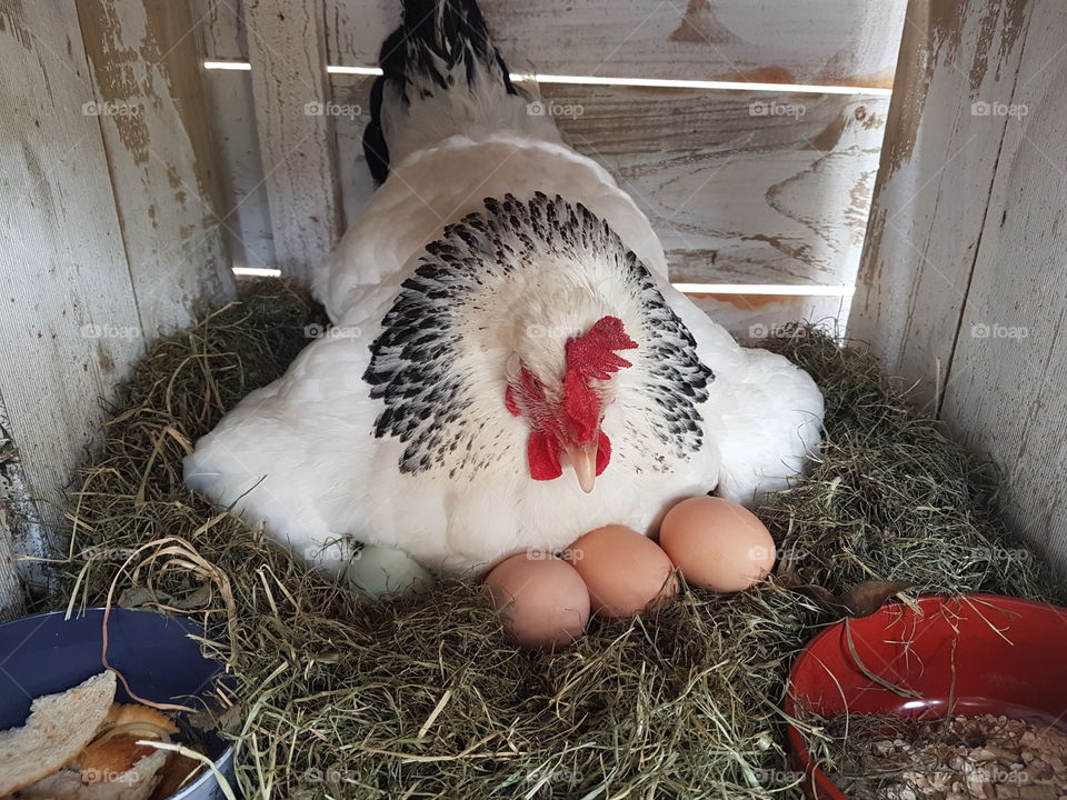 broody sussex hen with eggs