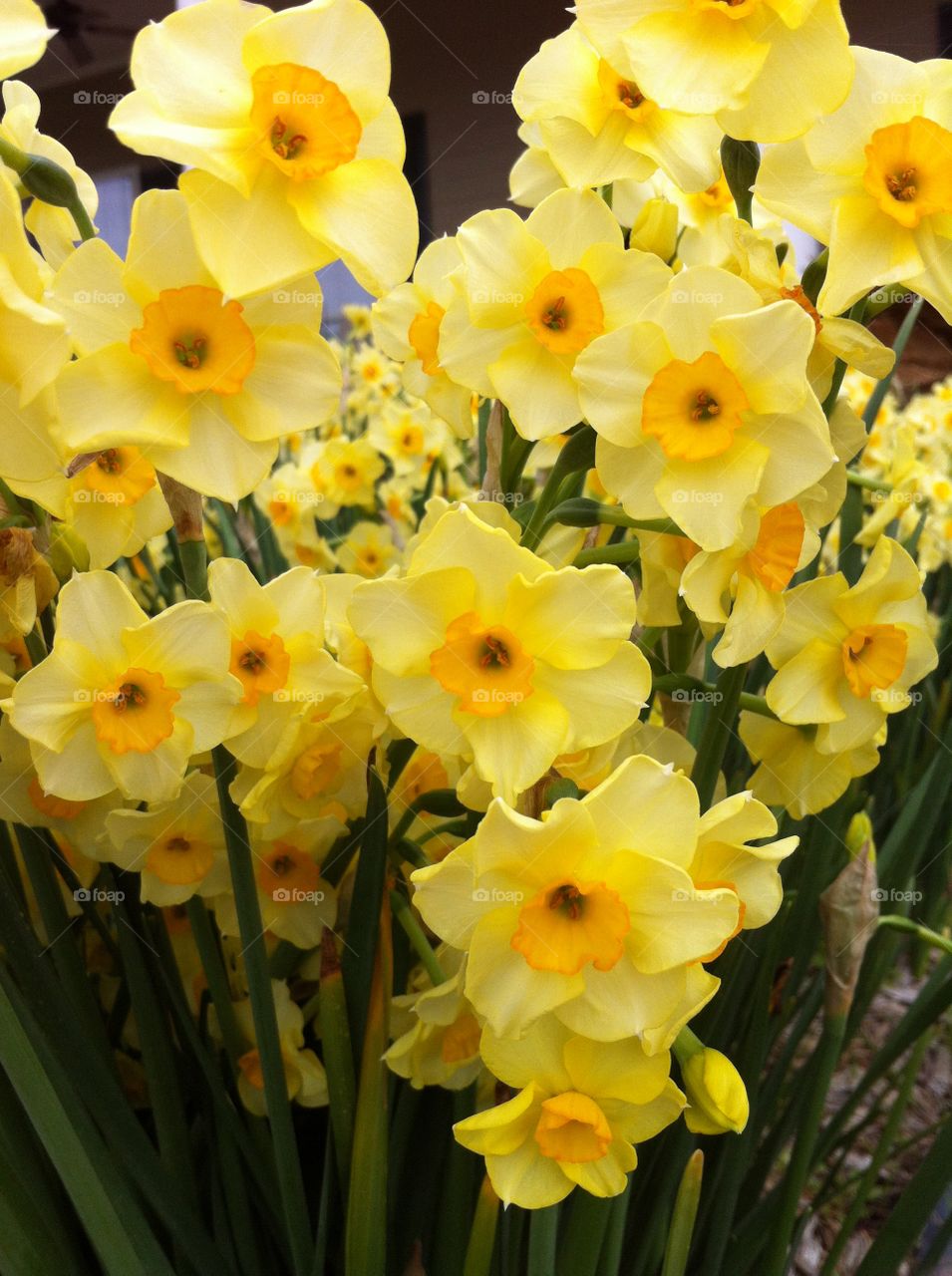 Golden daffodils, waving around in the early spring breeze, full of life and color