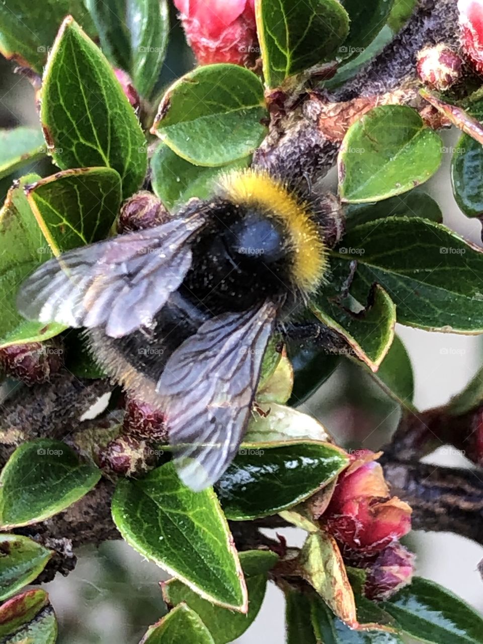 Bee