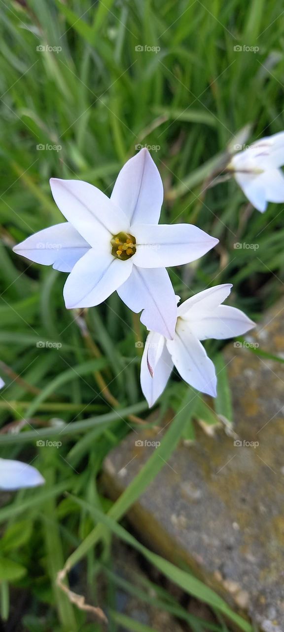 Strong enough to make it in a concrete jungle