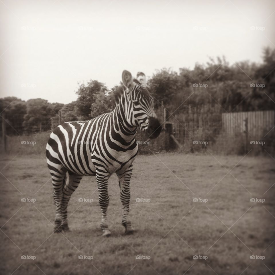 Zebra in black and white . Black and white in black and white 