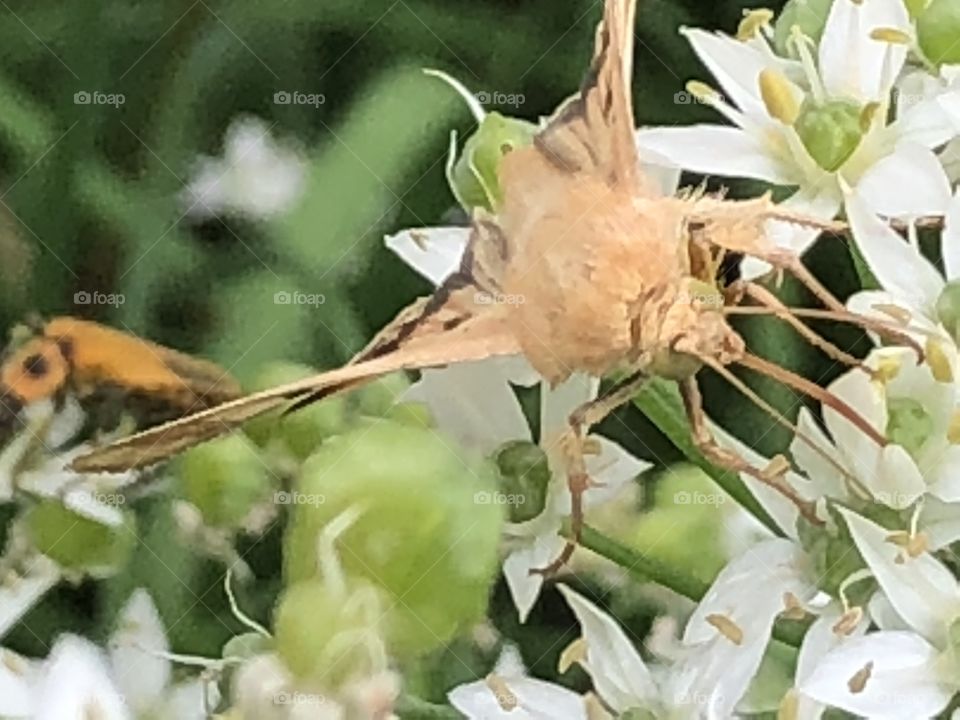 Cute moth on a flower