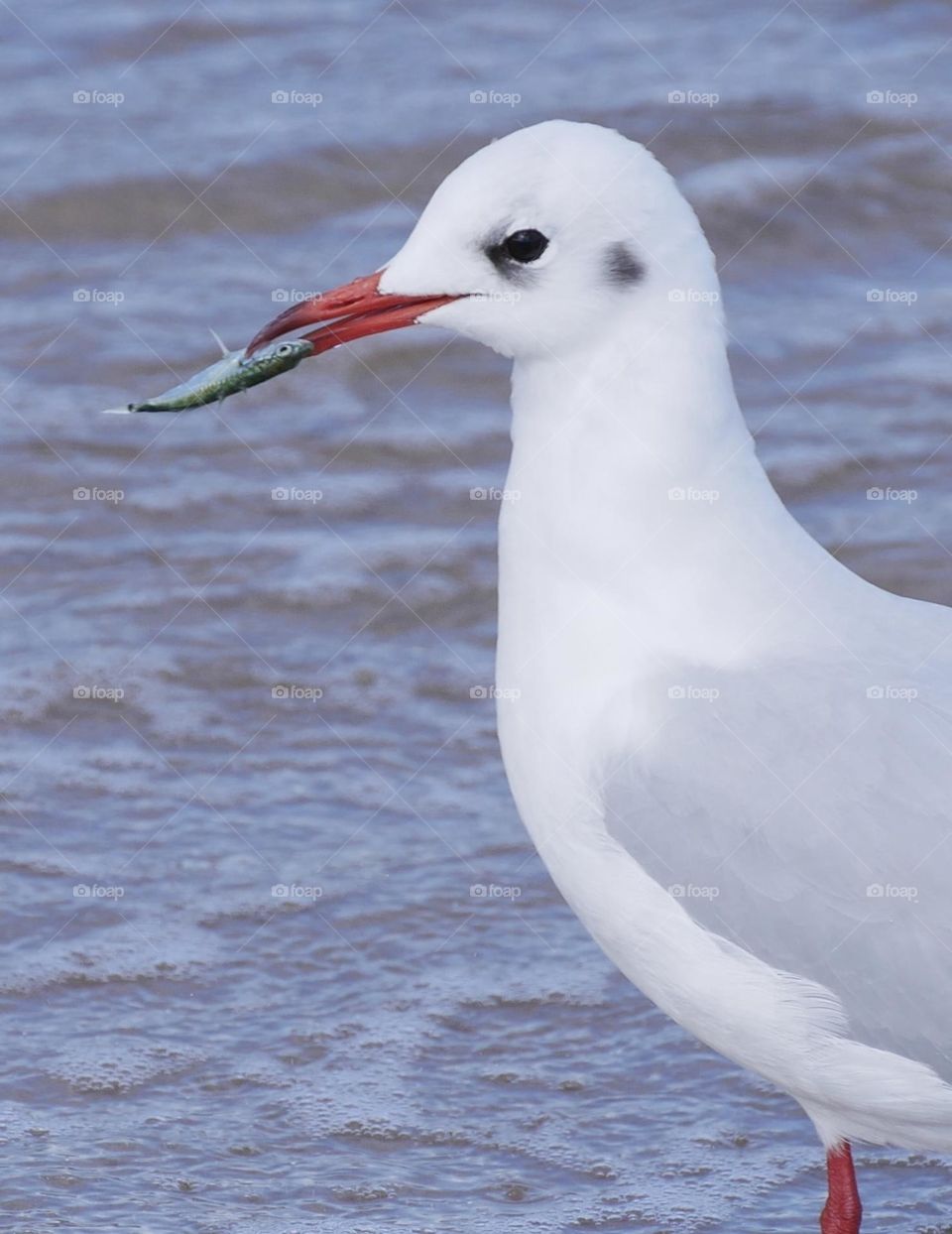 Fishing seagull 