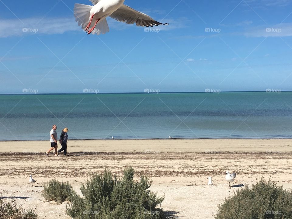Middle aged couple walking along south Australian beach in background seagull inflight foreground 