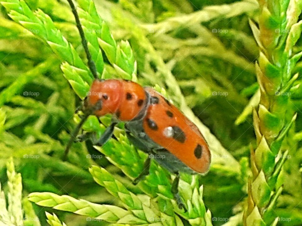 Bright orange beetle. An interesting fellow.