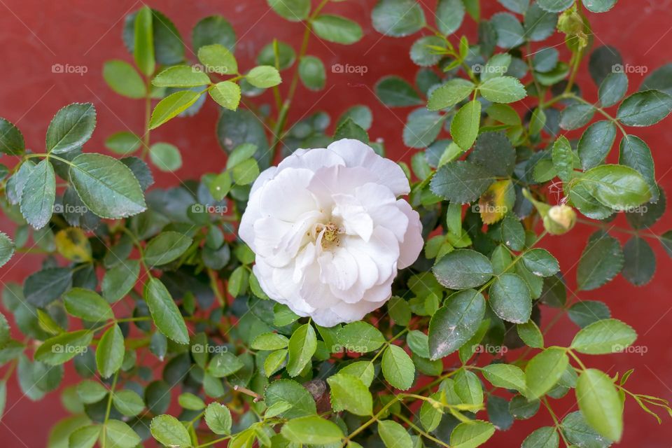 white rose flower