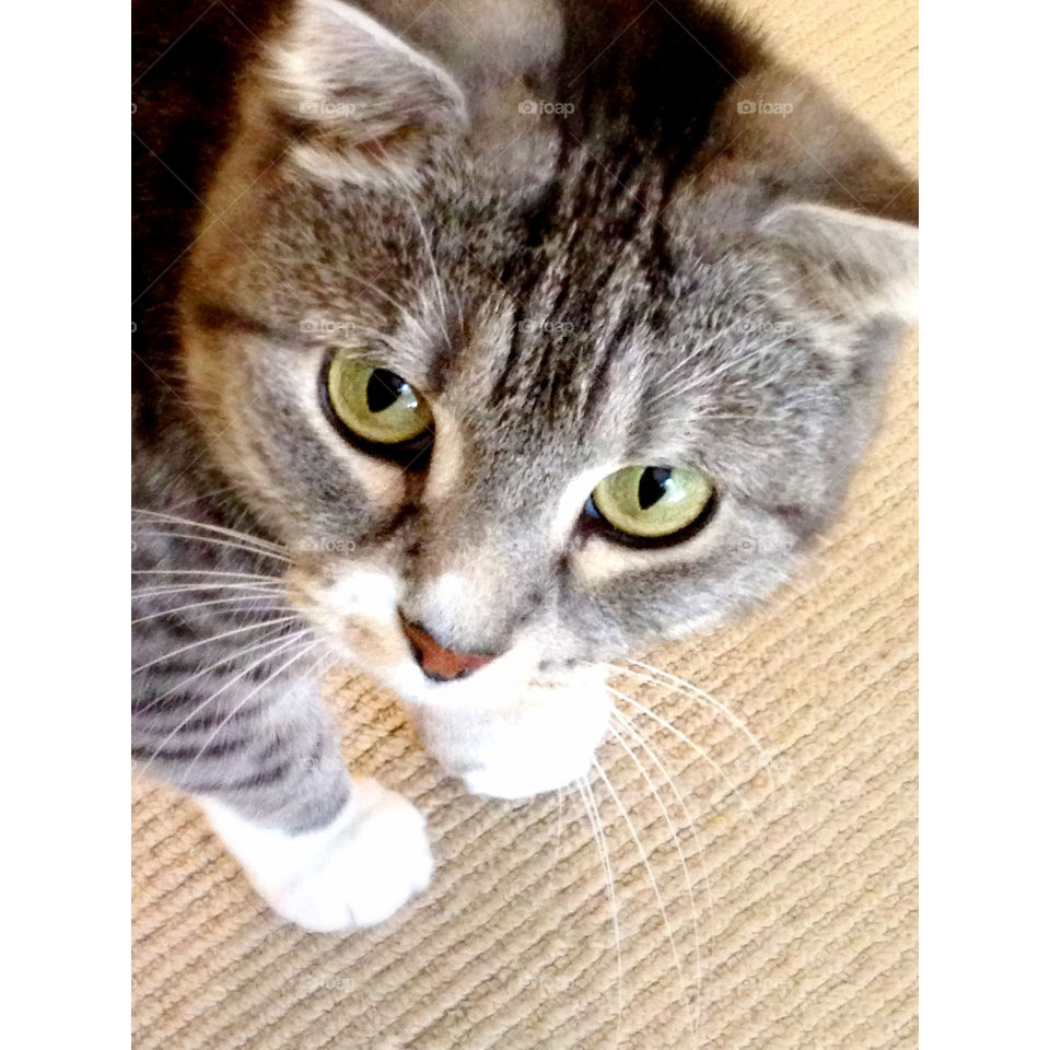 Yana the Scottish Fold