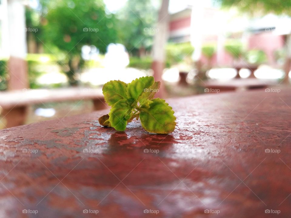 leaf shot