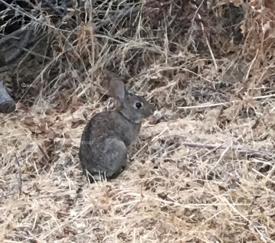Bunny made it through another night in coyote land