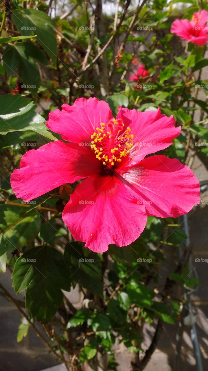 hibisco