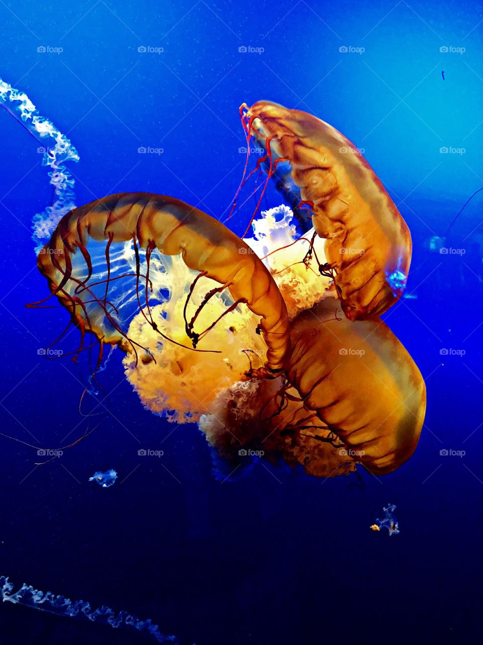 A trio of deep orange jellyfish floating side by side. 
