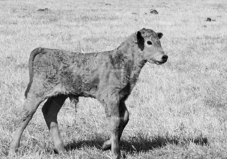 BW newborn calf