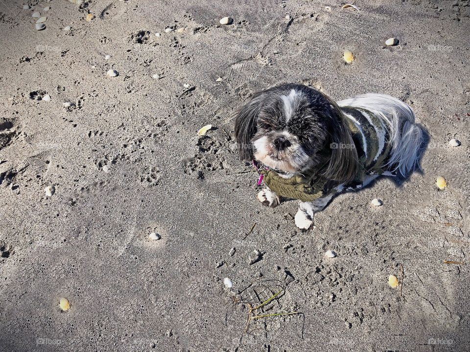 Little dog on the beach.