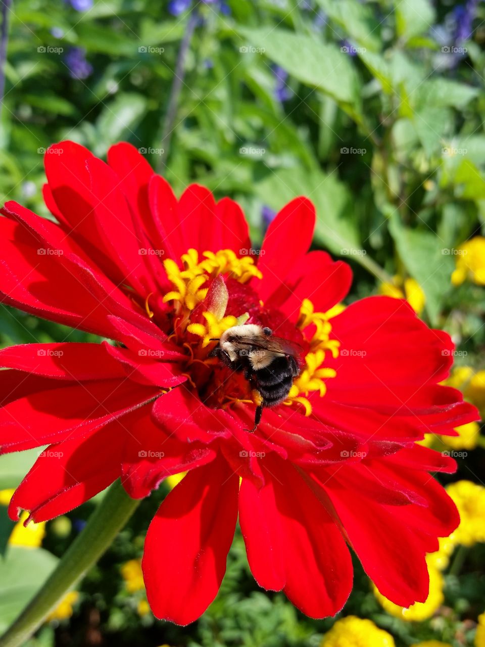063. bee having breakfast