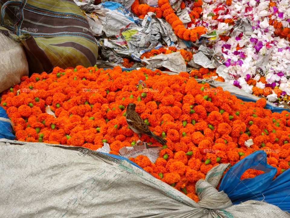 flowers in India