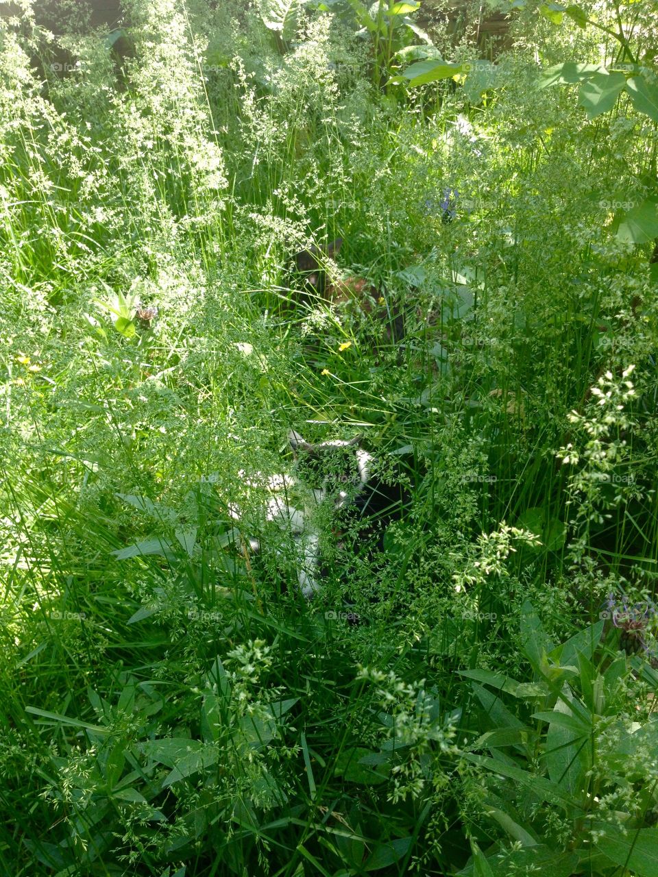 Cats relaxing in the grass