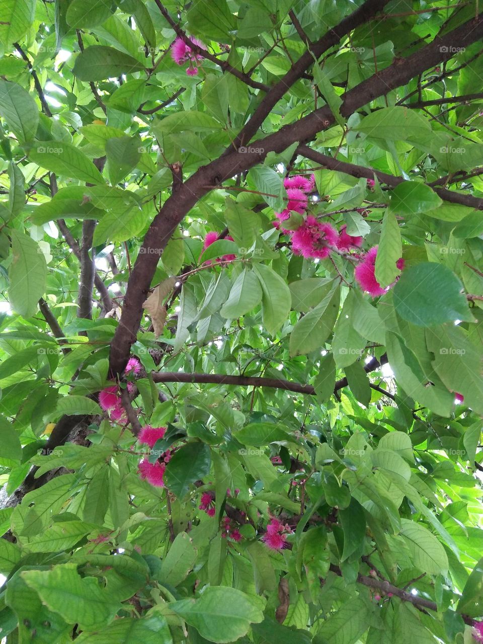 Jambu air adalah tumbuhan dalam suku jambu-jambuan atau Myrtaceae 