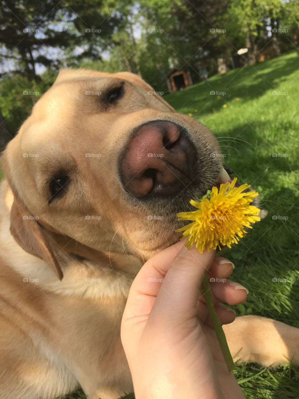 Dandelion Dog