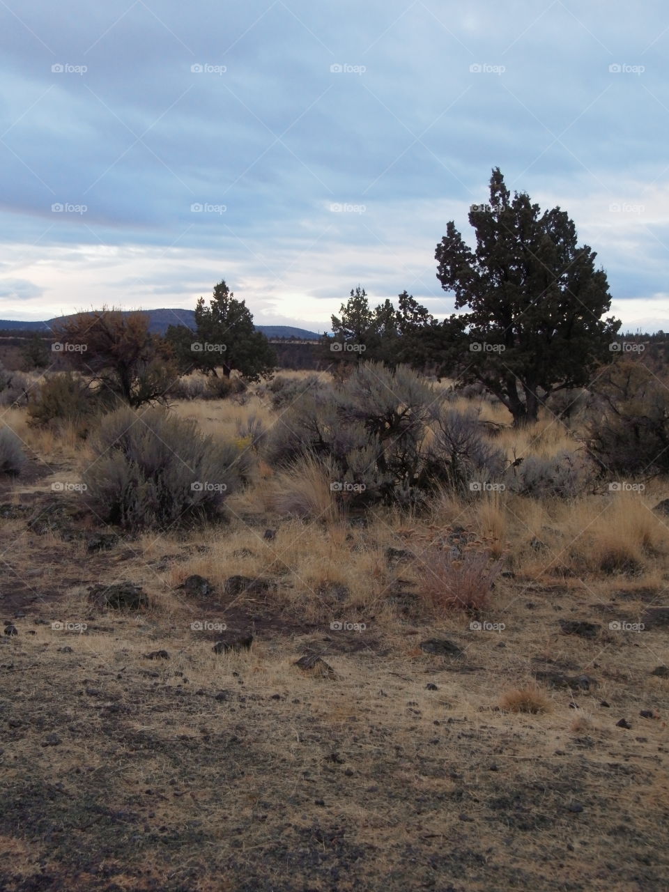 The rugged landscape of the Central Oregon High Desert.