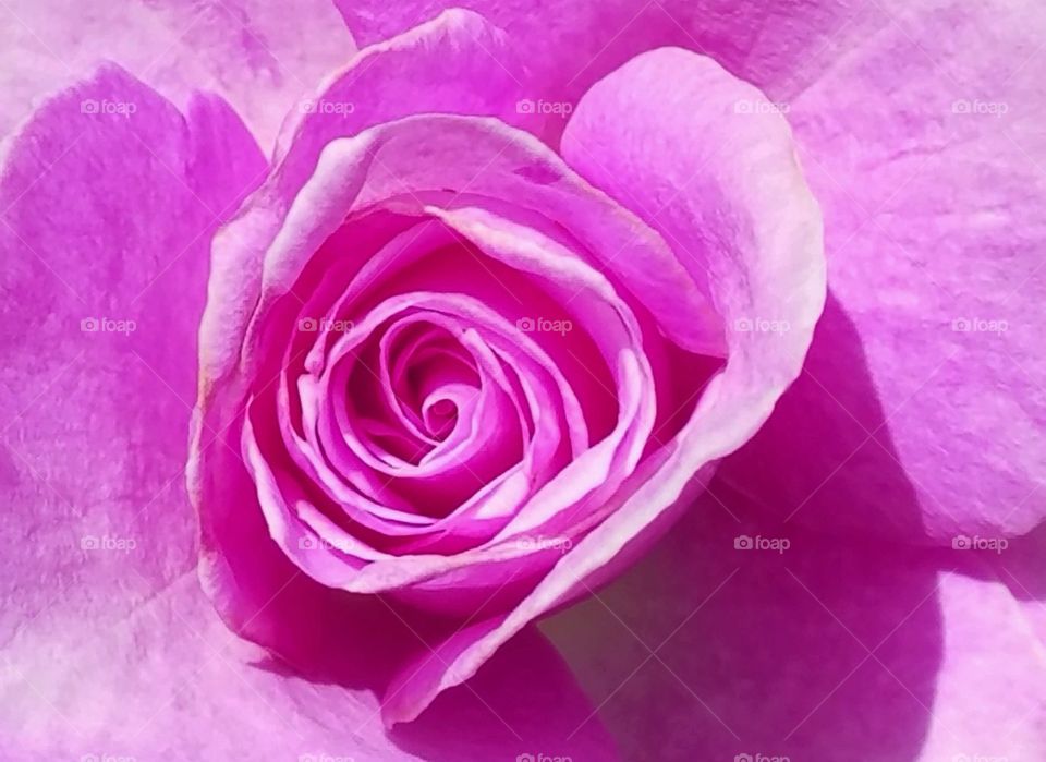 Closeup of bright pink rose bloom