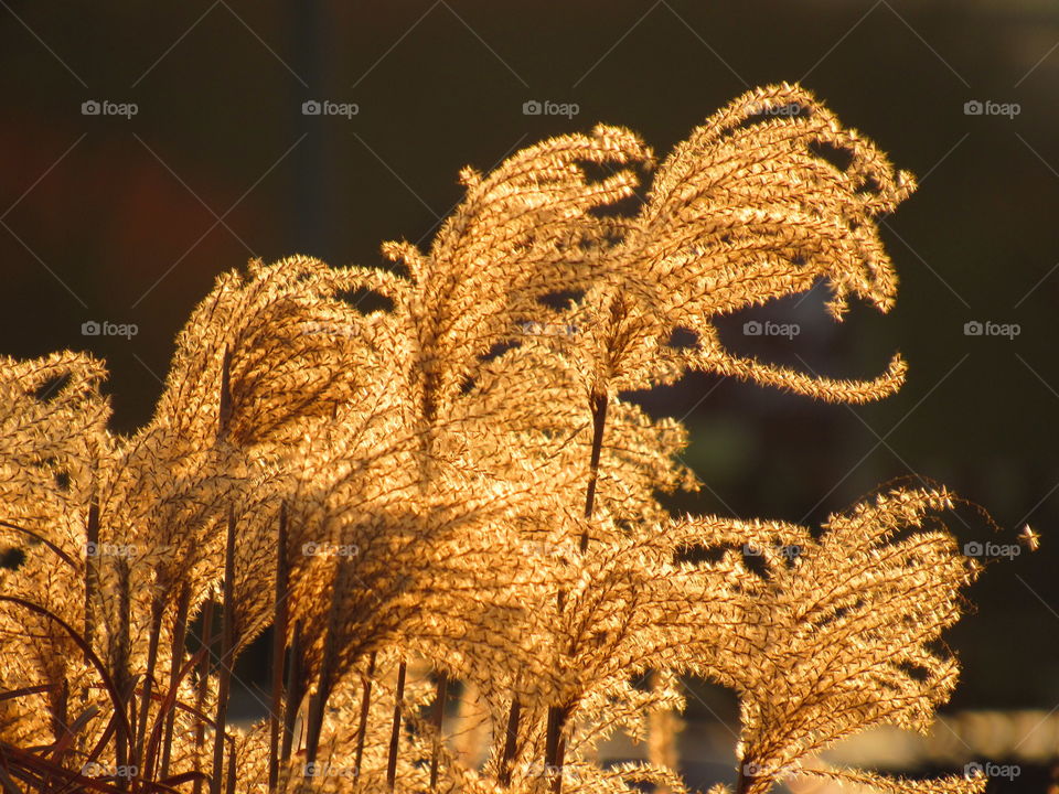 Close-up of plant