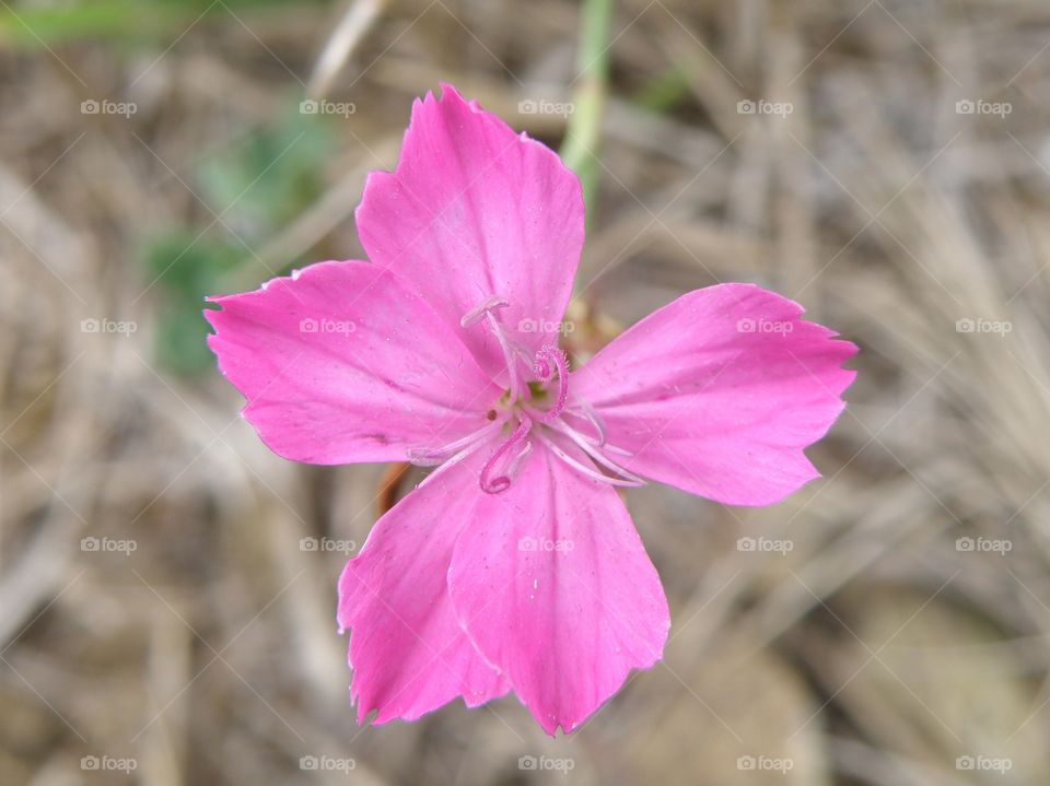 flower