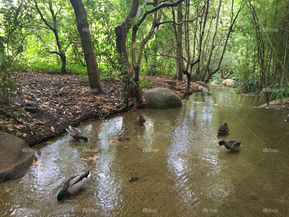 Trees and wildlife in Barcelona