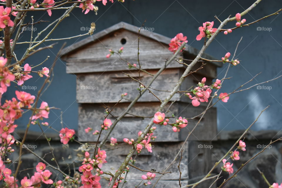 flowering plant in front of bee hive
